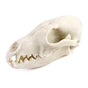 QWORK Fox Skull, Realistic Animal Skull Bones Fox Head Skeleton Natural Teeth Bone Specimen Model for Home Collectible Decoration Halloween Party