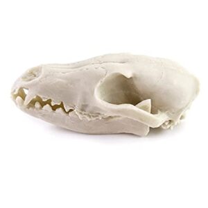 QWORK Fox Skull, Realistic Animal Skull Bones Fox Head Skeleton Natural Teeth Bone Specimen Model for Home Collectible Decoration Halloween Party