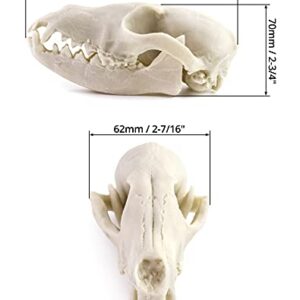 QWORK Fox Skull, Realistic Animal Skull Bones Fox Head Skeleton Natural Teeth Bone Specimen Model for Home Collectible Decoration Halloween Party