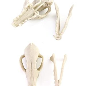 QWORK Fox Skull, Realistic Animal Skull Bones Fox Head Skeleton Natural Teeth Bone Specimen Model for Home Collectible Decoration Halloween Party