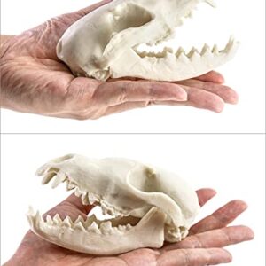 QWORK Fox Skull, Realistic Animal Skull Bones Fox Head Skeleton Natural Teeth Bone Specimen Model for Home Collectible Decoration Halloween Party