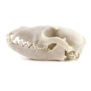 QWORK Fox Skull, Realistic Animal Skull Bones Fox Head Skeleton Natural Teeth Bone Specimen Model for Home Collectible Decoration Halloween Party