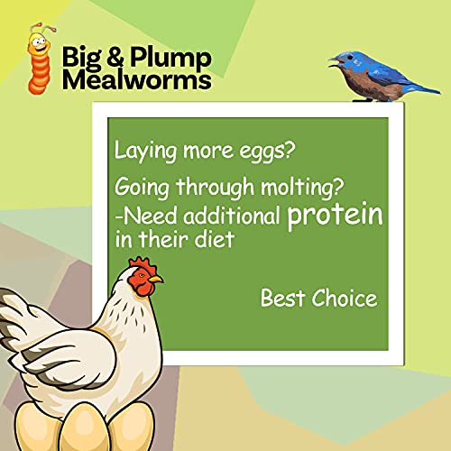 LIWII Dried Mealworms 2 LBS-100% Natural Non GMO High Protein Mealworms for Chicken-Bulk Mealworms for Wild Birds, Chicken Treats, Hamster Food, Gecko Food, Turtle Food, Lizard Food