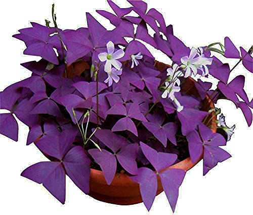 Oxalis Triangularis 10 Bulbs - Purple Shamrock Bulbs - Good Luck Plant - Fast Growing Year Round Color Indoors or Outdoors - Oxalis Shamrock Bulbs - Ships from Iowa, Made in USA