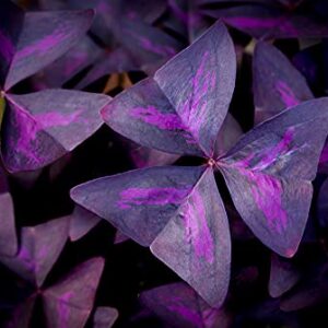 Oxalis Triangularis 10 Bulbs - Purple Shamrock Bulbs - Good Luck Plant - Fast Growing Year Round Color Indoors or Outdoors - Oxalis Shamrock Bulbs - Ships from Iowa, Made in USA