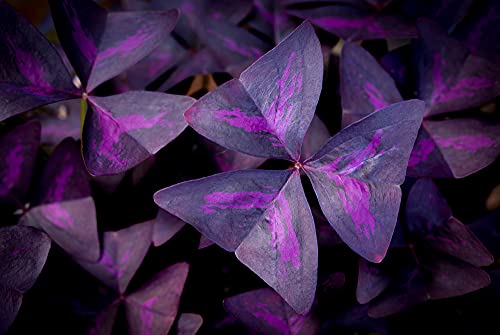 Oxalis Triangularis 10 Bulbs - Purple Shamrock Bulbs - Good Luck Plant - Fast Growing Year Round Color Indoors or Outdoors - Oxalis Shamrock Bulbs - Ships from Iowa, Made in USA