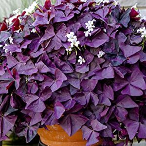 Oxalis Triangularis 10 Bulbs - Purple Shamrock Bulbs - Good Luck Plant - Fast Growing Year Round Color Indoors or Outdoors - Oxalis Shamrock Bulbs - Ships from Iowa, Made in USA