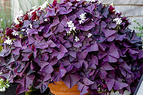 Oxalis Triangularis 10 Bulbs - Purple Shamrock Bulbs - Good Luck Plant - Fast Growing Year Round Color Indoors or Outdoors - Oxalis Shamrock Bulbs - Ships from Iowa, Made in USA