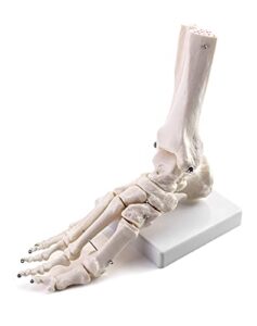 qwork human foot skeleton model, life size medical anatomy foot and ankle model, right, fully articulated, for medical study & science classroom