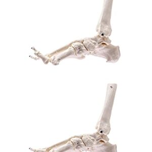 QWORK Human Foot Skeleton Model, Life Size Medical Anatomy Foot and Ankle Model, Right, Fully Articulated, for Medical Study & Science Classroom