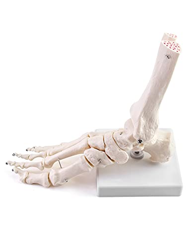 QWORK Human Foot Skeleton Model, Life Size Medical Anatomy Foot and Ankle Model, Right, Fully Articulated, for Medical Study & Science Classroom