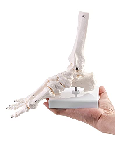 QWORK Human Foot Skeleton Model, Life Size Medical Anatomy Foot and Ankle Model, Right, Fully Articulated, for Medical Study & Science Classroom