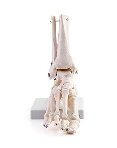 QWORK Human Foot Skeleton Model, Life Size Medical Anatomy Foot and Ankle Model, Right, Fully Articulated, for Medical Study & Science Classroom