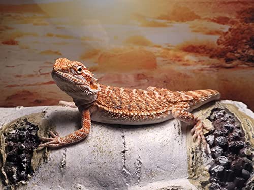 RunXF Large Artificial Birch Log Hide Reptile Shelter Basking Bark Corn Snake Gecko Sleeping Cave Wood Shape Hideout Terrarium Bush Landscaping Ornament (L)