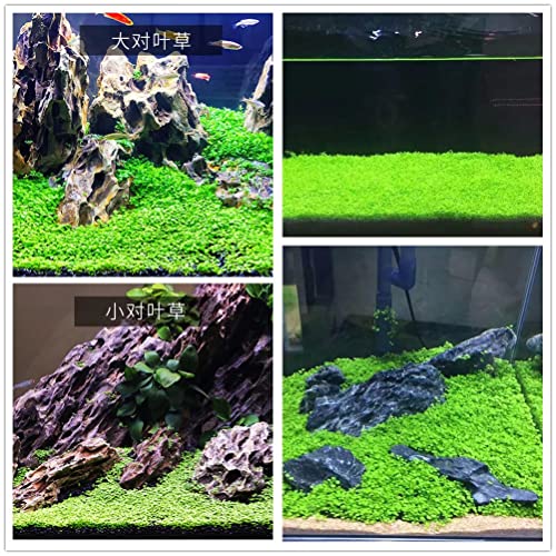 Live Aquarium Plant Seeds Combo,Fresh Water Grass Plants Mini Leaf & Longhair Grass Small Pearl for Fish Tank Terrarium Aquatic Dwarf Carpet Decor Decoration 6 aab (1M1L)