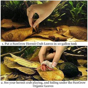 SunGrow Saver Bundle Pack - (10 pcs) Hermit Crab Leaves + (3 pcs) Hermit Crab Sponges