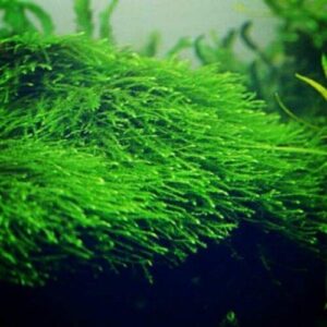 marcus fishtanks java moss taxiphyllum barbieri easy live aquarium plant - buy 2 get 1