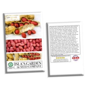 Tennessee Red Peanut Seeds for Planting, 20 Peanut Seeds Per Packet, (Isla's Garden Seeds), Non GMO Seeds, Botanical Name: Arachis hypogaea, Fun Home Garden Gift