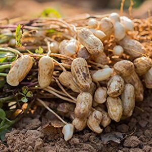 Tennessee Red Peanut Seeds for Planting, 20 Peanut Seeds Per Packet, (Isla's Garden Seeds), Non GMO Seeds, Botanical Name: Arachis hypogaea, Fun Home Garden Gift