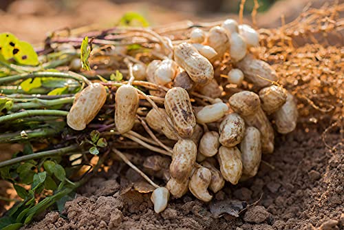 Tennessee Red Peanut Seeds for Planting, 20 Peanut Seeds Per Packet, (Isla's Garden Seeds), Non GMO Seeds, Botanical Name: Arachis hypogaea, Fun Home Garden Gift