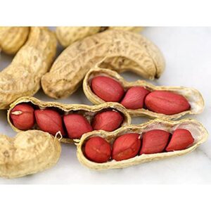 Tennessee Red Peanut Seeds for Planting, 20 Peanut Seeds Per Packet, (Isla's Garden Seeds), Non GMO Seeds, Botanical Name: Arachis hypogaea, Fun Home Garden Gift