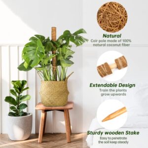 Moss Pole for Plants Monstera, 52 Inch Moss Stick, Fusisi Plant Pole for Climbing Plants Coir Totem Pole - Plant Support for Indoor Potted Plants Train Creeper Plants Grow Upwards - 4 Pack