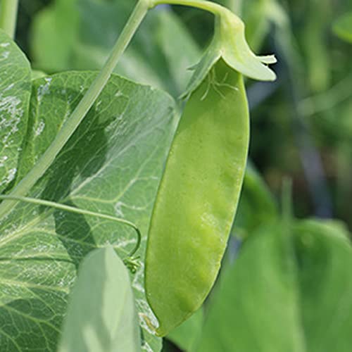 Gaea's Blessing Seeds - Snow Pea Seeds - Dwarf Sugar Grey - Non-GMO Seeds for Planting with Easy to Follow Instructions 94% Germination Rate (Pack of 1)