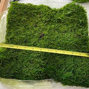 prefleur Preserved Sheet Moss Natural Green Decorative Real Natural Green DIY Kit Gardenning Art Wall Decor Florist Decor Easter Table Decor Wedding(2 sq.ft.) (Green-B)