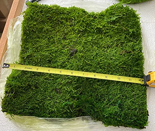 prefleur Preserved Sheet Moss Natural Green Decorative Real Natural Green DIY Kit Gardenning Art Wall Decor Florist Decor Easter Table Decor Wedding(2 sq.ft.) (Green-B)