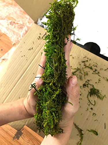 prefleur Preserved Sheet Moss Natural Green Decorative Real Natural Green DIY Kit Gardenning Art Wall Decor Florist Decor Easter Table Decor Wedding(2 sq.ft.) (Green-B)