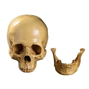 onecen life size human skull model 1：1 replica realistic resin halloween party decoration human skull head bone model medical skeleton for anatomical medical teaching (light yellow)