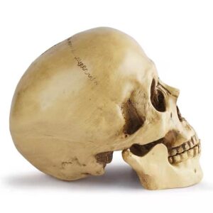 Onecen Life Size Human Skull Model 1：1 Replica Realistic Resin Halloween Party Decoration Human Skull Head Bone Model Medical Skeleton for Anatomical Medical Teaching (Light Yellow)