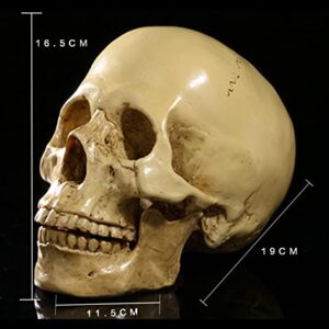 Onecen Life Size Human Skull Model 1：1 Replica Realistic Resin Halloween Party Decoration Human Skull Head Bone Model Medical Skeleton for Anatomical Medical Teaching (Light Yellow)