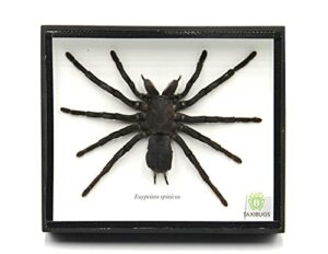 real giant bird eating tarantula eurypeima spincrus spider taxidermy transparent boxed display (black wooden box)