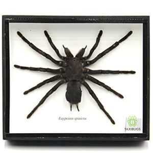 Real Giant Bird Eating Tarantula EURYPEIMA SPINCRUS Spider Taxidermy Transparent Boxed Display (Black Wooden Box)