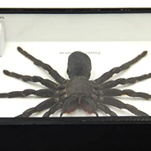 Real Giant Bird Eating Tarantula EURYPEIMA SPINCRUS Spider Taxidermy Transparent Boxed Display (Black Wooden Box)