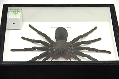 Real Giant Bird Eating Tarantula EURYPEIMA SPINCRUS Spider Taxidermy Transparent Boxed Display (Black Wooden Box)