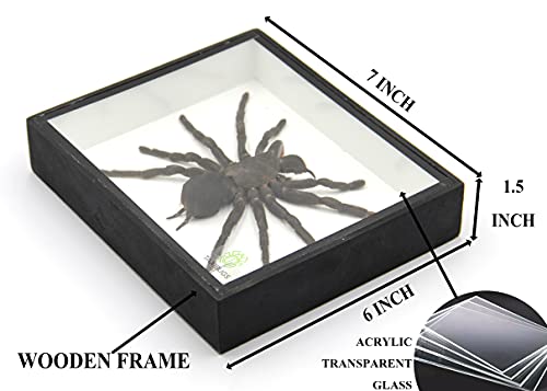 Real Giant Bird Eating Tarantula EURYPEIMA SPINCRUS Spider Taxidermy Transparent Boxed Display (Black Wooden Box)