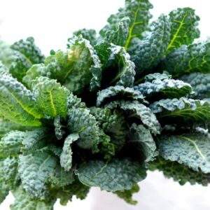 Kale Seeds - Lacinato Kale aka Dinosaur Kale or Black Tuscan Kale (100+ Seeds)