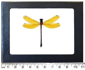 bicbugs euphaea lara yellow dragonfly damselfly indonesia framed