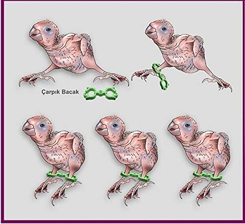 Fit Fly Cockatiel Lovebird Splayed Leg Treatment Bracelet Bird Bands Leg Rings