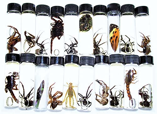 BicBugs Mixed lot of Assorted specimens in vials Wet specimens (1)