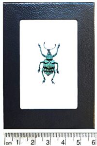 bicbugs eupholus chevrolati weevil blue green beetle indonesia framed