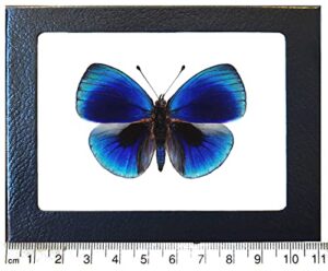 bicbugs asterope leprieuri blue black butterfly peru framed