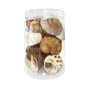 Hermit Crab Shells, 14 PCS 14 Kinds, Opening Size 0.5"-1.4" Natural Seashell Supplies Turbo Growth House