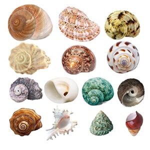 Hermit Crab Shells, 14 PCS 14 Kinds, Opening Size 0.5"-1.4" Natural Seashell Supplies Turbo Growth House