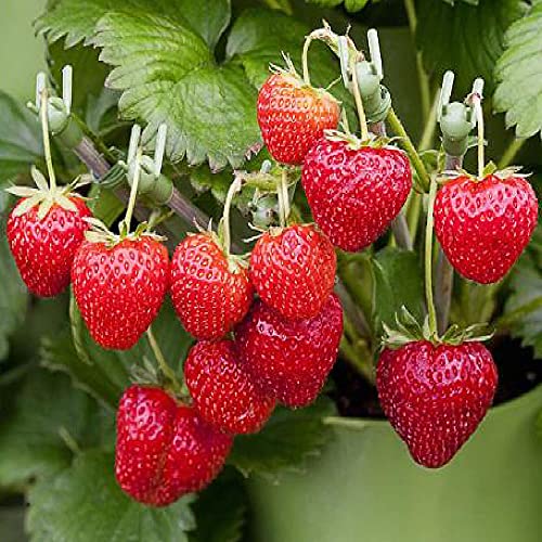 (2000 Seeds)Perpetual Strawberry Four Seasons Strawberry Seeds for Planting04