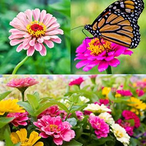 zinnia seeds for planting outdoors, over 480 seeds giving you the zinnia flowers you need, zinnia elegans, 4.2 grams, non-gmo