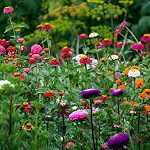 Zinnia Seeds for Planting Outdoors, Over 480 Seeds Giving You The Zinnia Flowers You Need, Zinnia Elegans, 4.2 Grams, Non-GMO