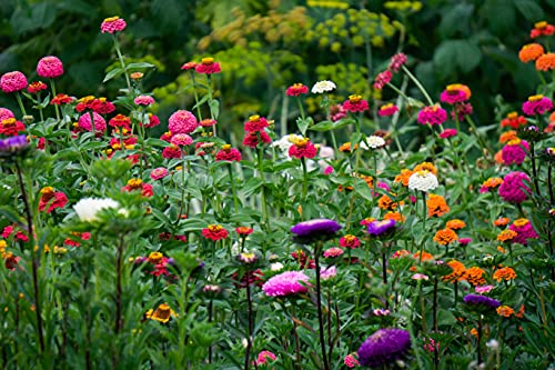 Zinnia Seeds for Planting Outdoors, Over 480 Seeds Giving You The Zinnia Flowers You Need, Zinnia Elegans, 4.2 Grams, Non-GMO